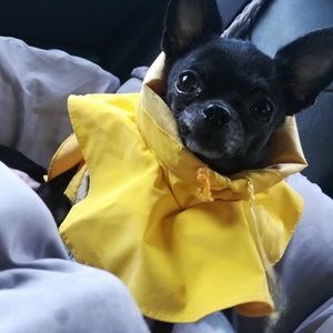 Pet-Friendly Home 😊🐾